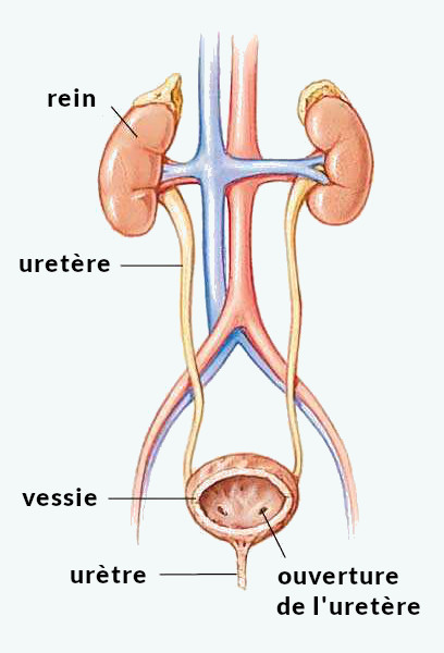 Schéma anatomique représentant le système rénal féminin.