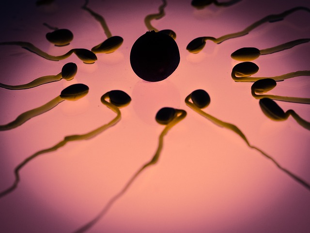 Protocole FIV : l'un des spermatozoïdes féconde l'ovocyte spontanément