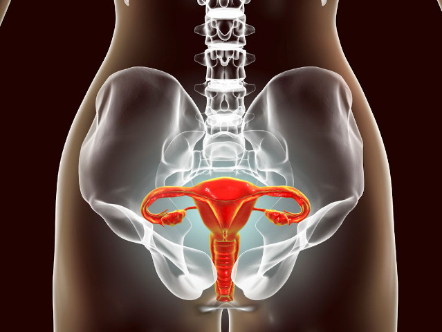 Illustration représentas appareil génital féminin prêt pour une stimulation ovarienne