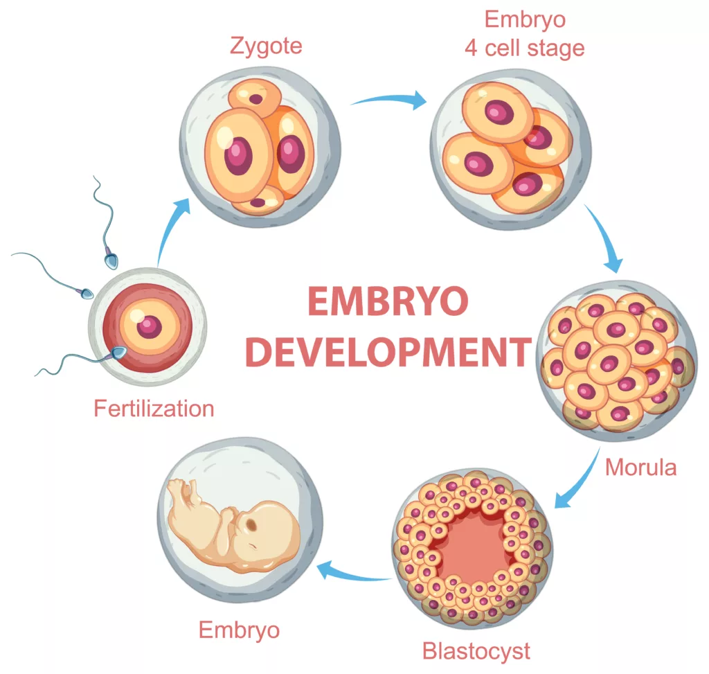 Développement de l'embryon et symptômes d'implantation