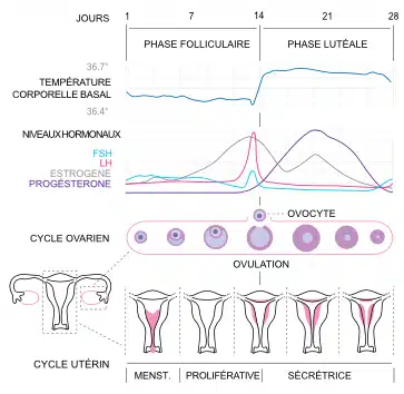 cycle-menstruel-ovulation-schema-cngof.png