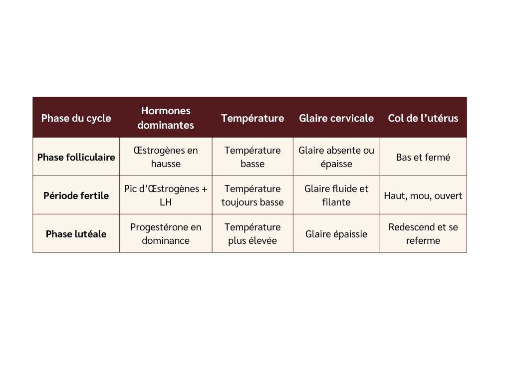 Schéma illustrant les variations des hormones féminines (œstrogènes, progestérone, LH) et des biomarqueurs (température, glaire cervicale, col de l’utérus) pendant les différentes phases du cycle menstruel.