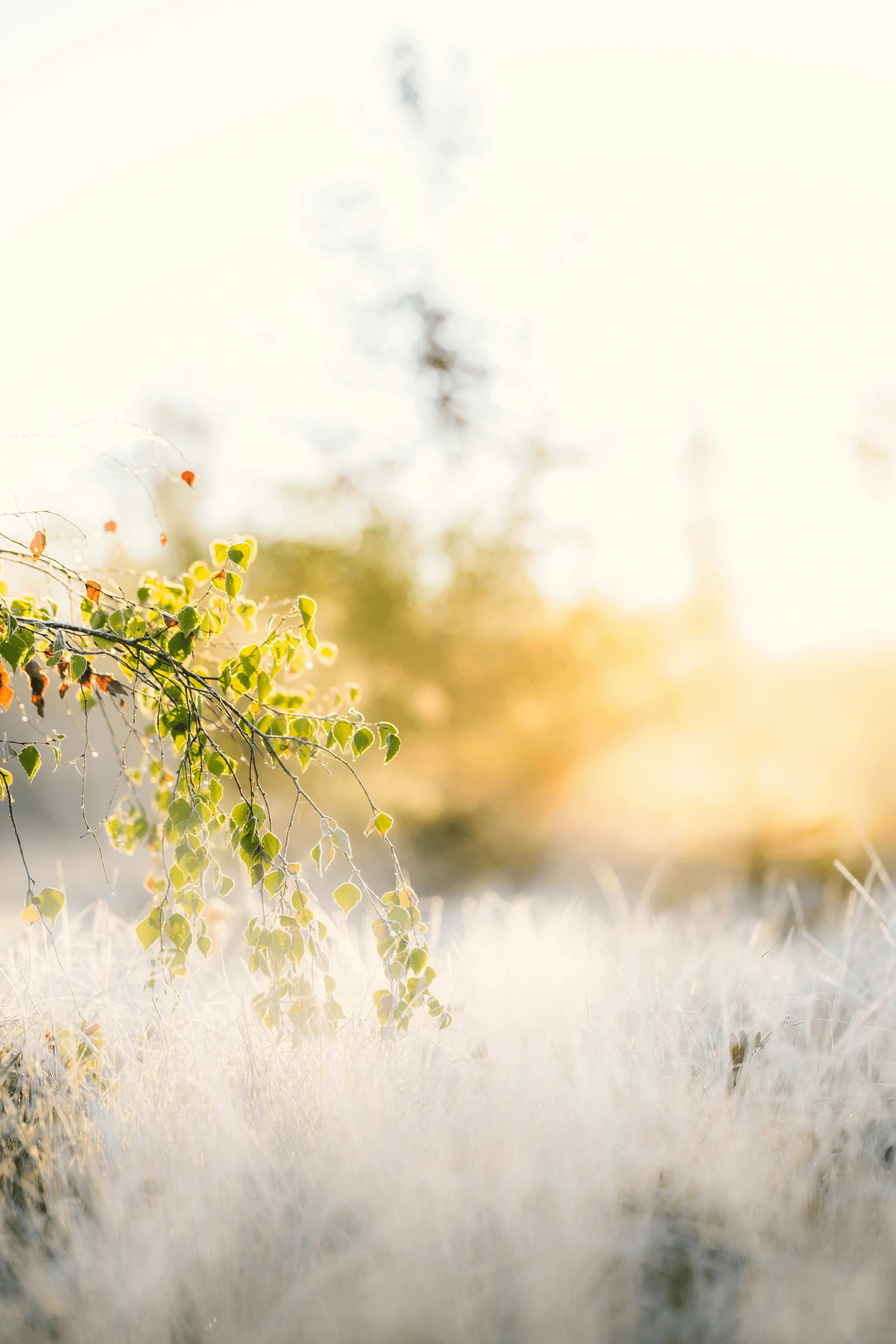 Naturopathe spécialisée en fertilité à Lyon