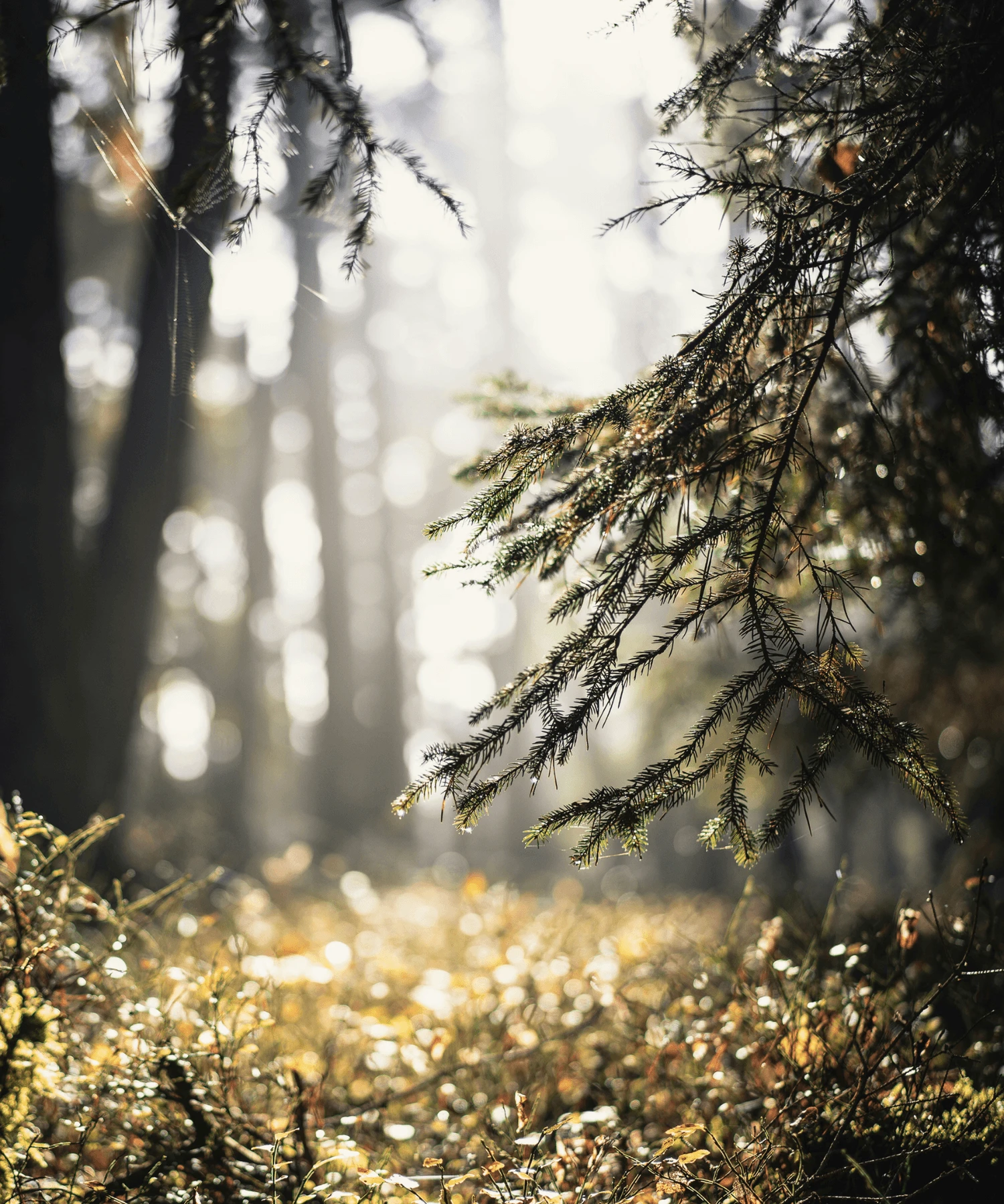 Régulation hormonale avec la naturopathie 