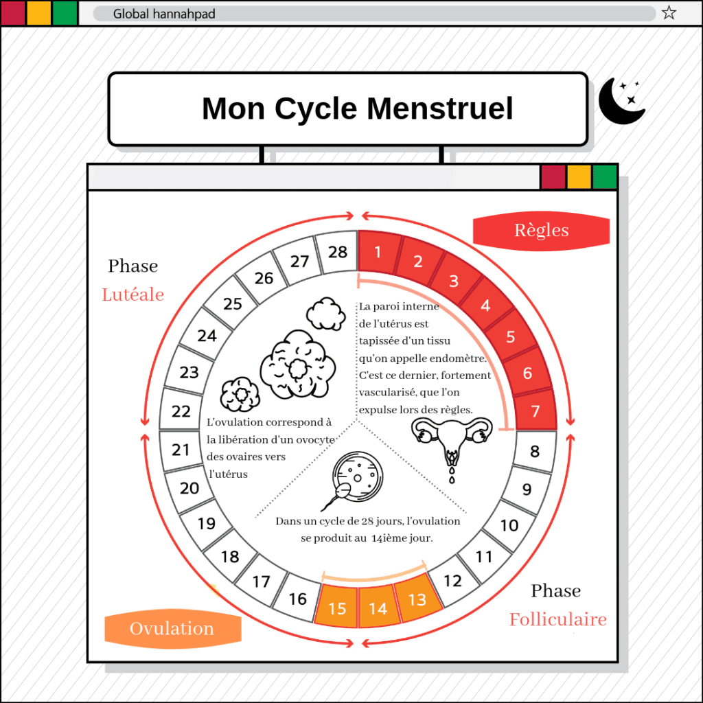 schéma du cycle menstruel avec ovulation et phases folliculaire et lutéale 