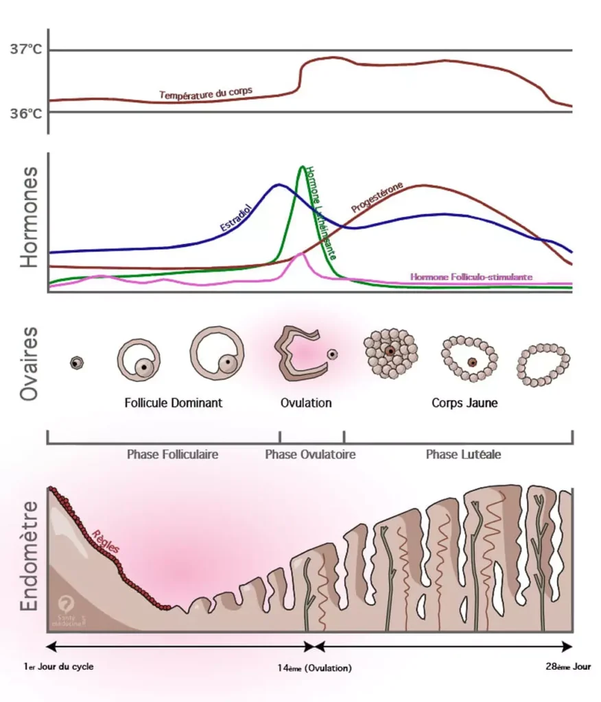 évolution de la glaire cervicale pendant le cycle et période fertile