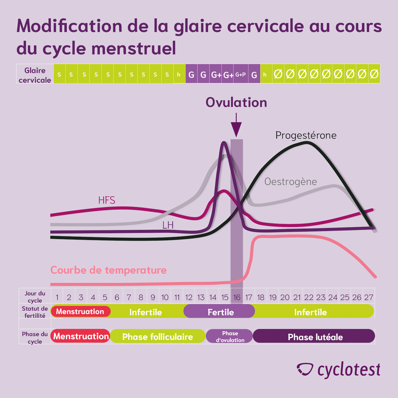 Évolution de la glaire cervicale au cours du cycle menstruel, avec mise en évidence de la période fertile autour de l’ovulation.